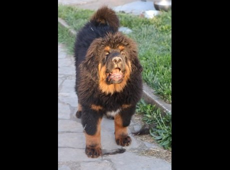 1c  tibetskimastifm0626.jpg